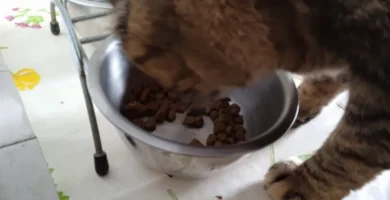 alimentacion