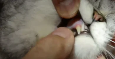 higiene dental